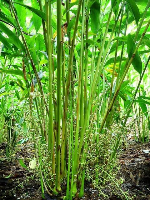 Vibrant Plantation Stems