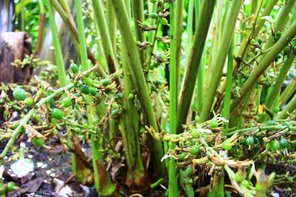 Thekkanath Fresh Cardamom Pods